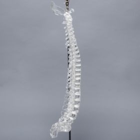 Spine with Occipital, Full, Solid Clear Plastic