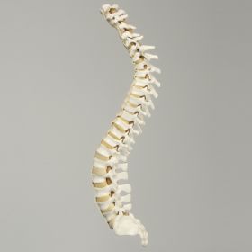 Spine, C1 to Sacrum with Pedicle Drilling and Reinforced Flex Rod, Full