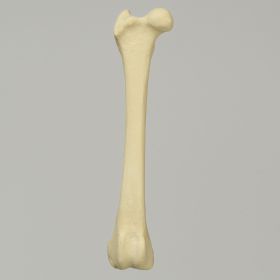 Canine Toy Breed Femur, Right