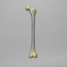 Femur, absolute™ 4th Gen., 17 PCF, Solid Foam Cancellous with 10 mm Canal, Medium