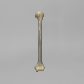 Humerus, absolute™ 4th Gen., 17 PCF Solid Foam Core, Large