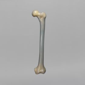 Femur, absolute™ 4th Gen., 8 PCF Solid Foam Cancellous, Large