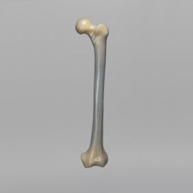 Femur, absolute™ 4th Gen., 17 PCF Solid Foam Cancellous, Large with Distal Cross Pin Filled