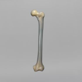 Femur, absolute™ 4th Gen., 17 PCF Solid Foam Cancellous, 10 mm Canal, Large