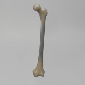 Femur, absolute™ 4th Gen., 10 PCF Solid Foam Cancellous, Small