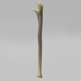 Ulna, absolute™ 4th Gen., 17 PCF Solid Foam Core, Large