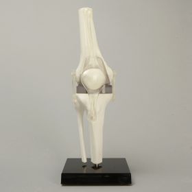 Knee Patellar Dislocation Demonstrator with Stand