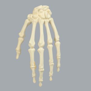 Hand, Articulated Index Finger, Solid Foam