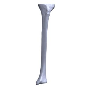 Tibia, Scan of #1117-8