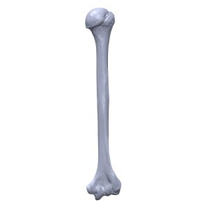 Humerus, Scan of #1019-20