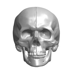 Skull with Mandible, Scan of #1344-46 and #1337-1