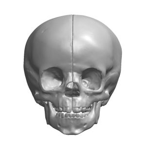 Pediatric Skull with Mandible, Scan of #1345-23 