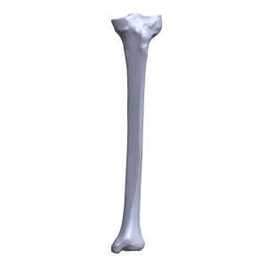Tibia, Scan of #1104