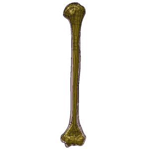 Humerus, Scan of #3404