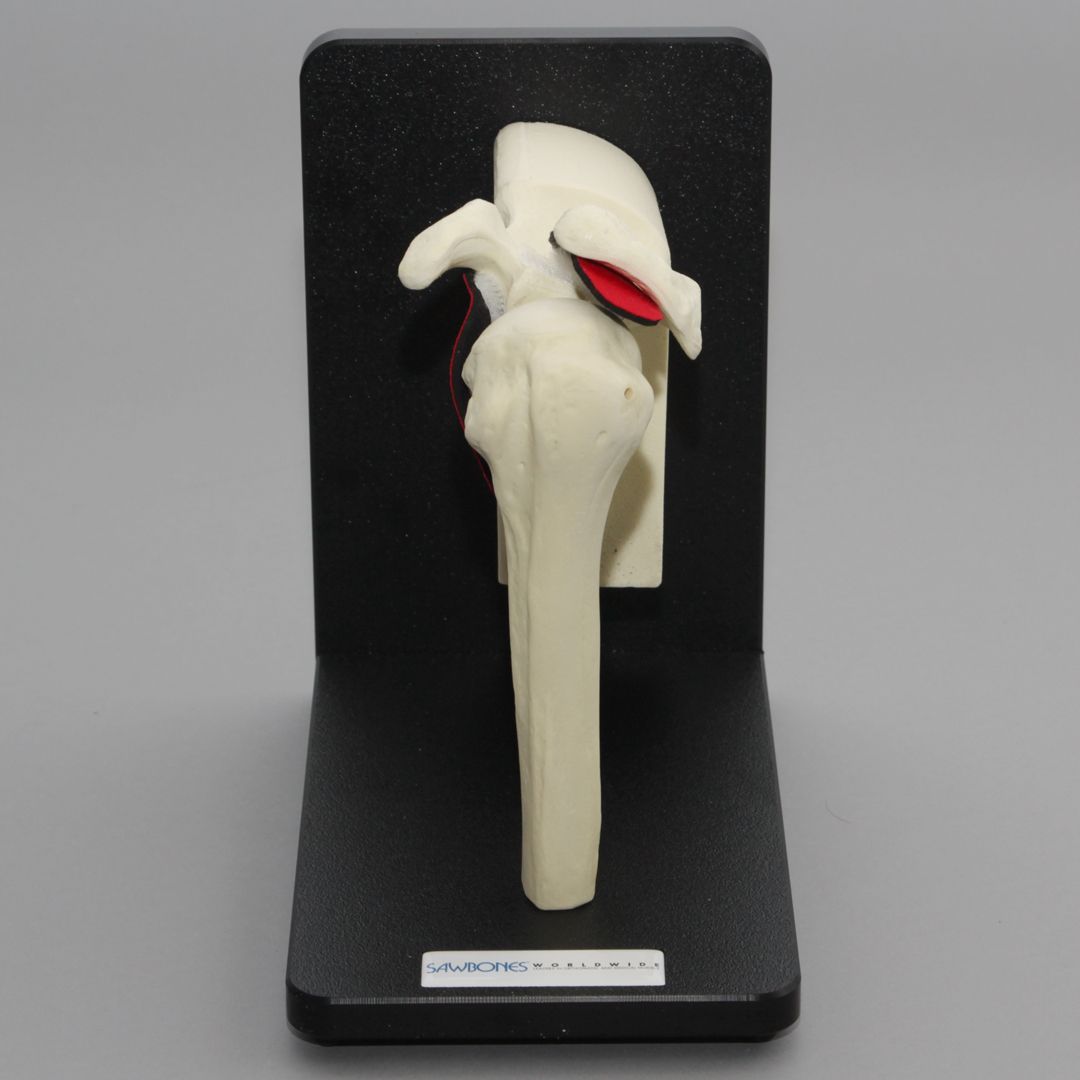 Shoulder Assembly on Stand with Replaceable Parts, Foam Cortical
