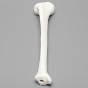 Tibia, Plastic Cortical Shell with 12 mm Canal, Right