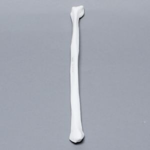 Fibula, Solid White Plastic, Left, Medium