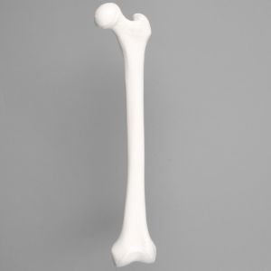Femur, Solid White Plastic, Left