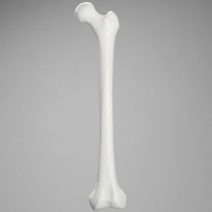 Femur with 15.5 mm Canal, Plastic Cortical Shell, Medium