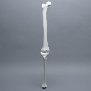 Full Length Knee with Three Stretch Cord Ligaments, Right, Medium