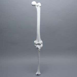 Full Length Knee with Three Stretch Cord Ligaments, Left, Large