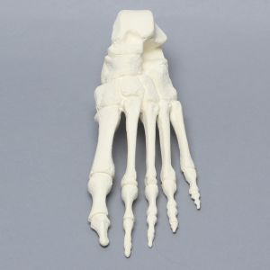 Foot, Solid Foam, Left