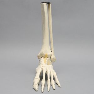Foot and Ankle with Distal Tibia & Fibula, Solid Foam, Left