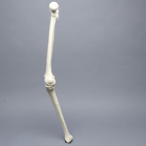 Knee with Stretch Tube Ligaments, Full Length, Right