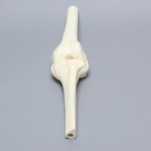 Knee Joint with Narrow Intercondylar Notch and Four Stretch Tube Ligaments