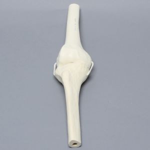 Knee Joint with Four Non-Stretch Ligaments, Solid Foam