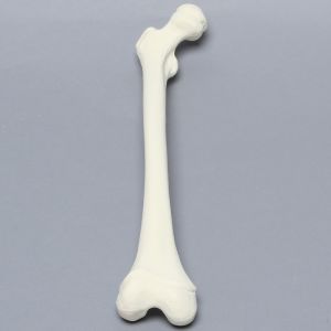 Femur, Pediatric, Solid Foam, Right