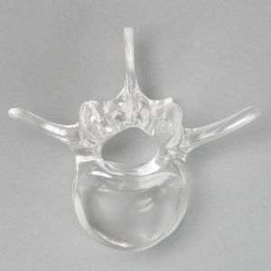 Vertebra L3, Solid Clear Plastic