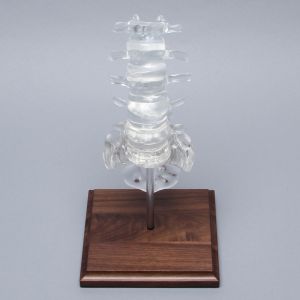 Spine with Clear Discs, Lumbar, Solid Clear Plastic