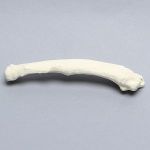 Canine Radius with Pathology, Solid Foam