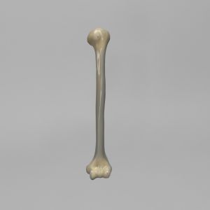 Humerus, absolute™ 4th Gen., 17 PCF Solid Foam Core, Large