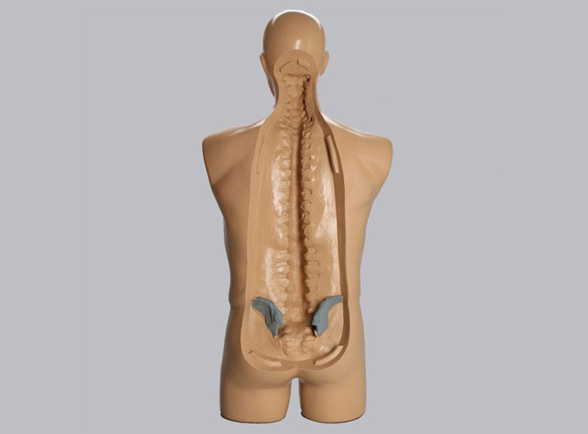 Torso Anatomy - Human Torso Anatomy Stock Photo Image By C Anatomyinsider 128992074 - Quick sketch focused on rapid blocking out and anatomy, always good to keep practicing and getting faster with this things.