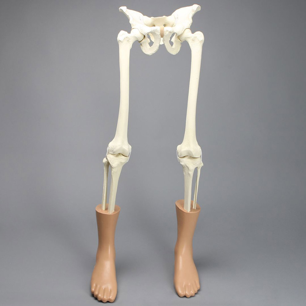 Lower Extremities