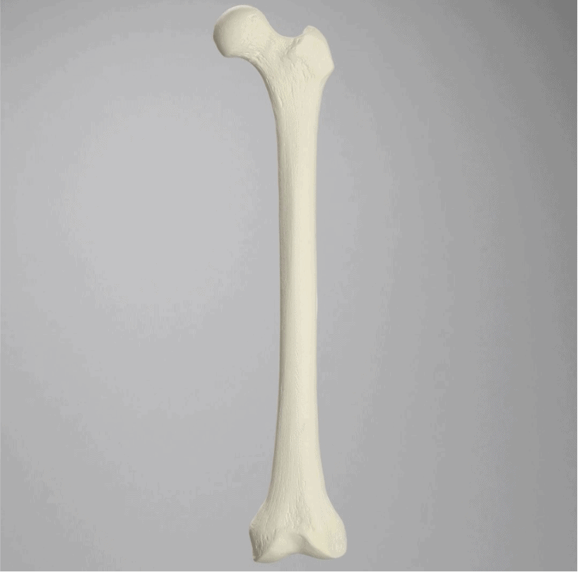 Femur, Foam Cortical, Left, Medium 