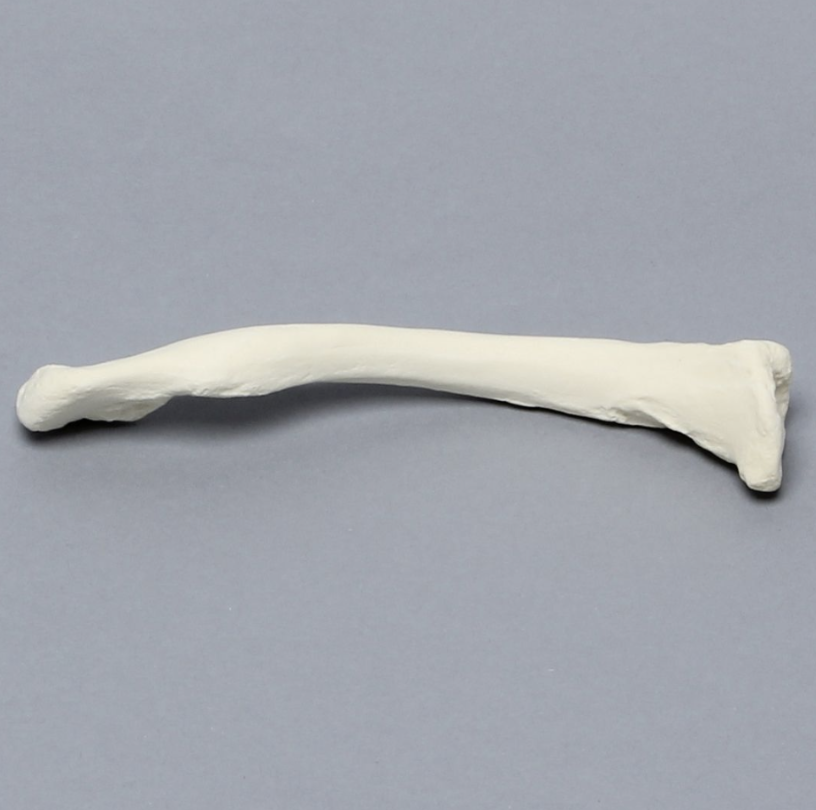 Clavicle, Solid Foam, Left