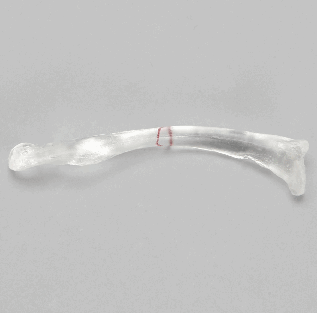 Clavicle with Scribed Fracture Line, Solid Clear Plastic 