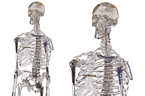 Best Anatomy Models for Medical Education